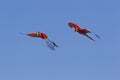 Red-and-Green Macaw, ara chloroptera, pair in Flight Royalty Free Stock Photo