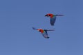 Red-and-Green Macaw, ara chloroptera, pair in Flight Royalty Free Stock Photo