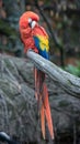 Parrot, also known as psittacine on a branch Royalty Free Stock Photo