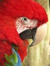 The red and green macaw Ara chloropterus, also known as the green-winged macaw is a large mostly red macaw of the genus Ara. Royalty Free Stock Photo