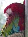 Red-and-green macaw Ara chloropterus asleep