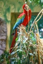 Red-and-green macaw, Ara chloropterus, beautiful big parrot Royalty Free Stock Photo