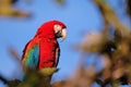 Red And Green Macaw, Ara Chloropterus, Buraco Das Araras, near Bonito, Pantanal, Brazil Royalty Free Stock Photo