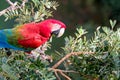 Red And Green Macaw, Ara Chloropterus, Buraco Das Araras, near Bonito, Pantanal, Brazil Royalty Free Stock Photo