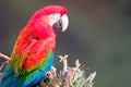 Red And Green Macaw, Ara Chloropterus, Buraco Das Araras, near Bonito, Pantanal, Brazil Royalty Free Stock Photo