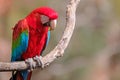 Red And Green Macaw, Ara Chloropterus, Buraco Das Araras, near Bonito, Pantanal, Brazil Royalty Free Stock Photo