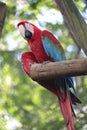 Red-and-green macaw (Ara chloropterus), green-winged macaw in a aviary inside BioParque do Rio Royalty Free Stock Photo