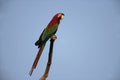 Red-and-green macaw, Ara chloropterus Royalty Free Stock Photo