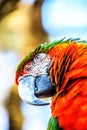 Red-and-green macaw, ara chloropterus