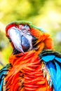 Red-and-green macaw, ara chloropterus