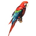 Red green macaw, ara parrot, on branch isolated, watercolor illustration Royalty Free Stock Photo