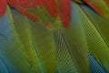 Red-and-green Macaw, close up on feathers Royalty Free Stock Photo