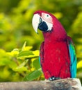 Red-and-green Macaw Royalty Free Stock Photo