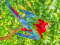 Red and green macaw,photo art