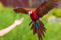 Red-and-green macaw or green-winged macaw, Ara chloropterus, flying Royalty Free Stock Photo