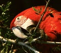 Red-and-green Macaw, Groenvleugelara, Ara chloropterus