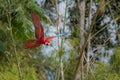 Red and green macaw in the nature habitat Royalty Free Stock Photo