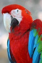 Red and green macaw parrot Royalty Free Stock Photo