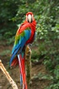 Red and green macaw parrot Royalty Free Stock Photo