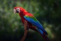 Red-and-green Macaw Parrot Royalty Free Stock Photo