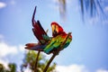 Red green macaw parrot. Colorful cockatoo parrot sitting on a branch. Tropical bird park. Nature and environment concept. Blue sky