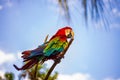 Red green macaw parrot. Colorful cockatoo parrot sitting on a branch. Tropical bird park. Nature and environment concept. Blue sky