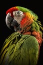 Red and green Macaw parrot