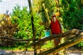 Red and green macaw parrot sitting on a tree branch in the aviary, tropical bird from America, popular pet in aviculture