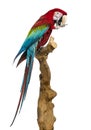 Red-and-green macaw perched on a branch and cleaning itself