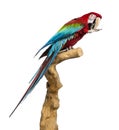 Red-and-green macaw perched on a branch and cleaning itself Royalty Free Stock Photo