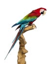 Red-and-green macaw perched on a branch, isolated Royalty Free Stock Photo