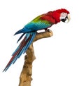 Red-and-green macaw perched on a branch, isolated Royalty Free Stock Photo