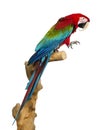 Red-and-green macaw perched on a branch, isolated