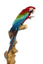 Red-and-green macaw perched on a branch, isolated