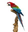 Red-and-green macaw perched on a branch, isolated