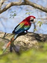 Red-and-green macaw perched on a tree branch Royalty Free Stock Photo