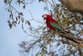 Red-and-green macaw perched on a tree branch Royalty Free Stock Photo