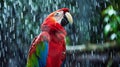 Red and Green Macaw Perched on Tree
