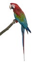 Red-and-green Macaw perching on branch Royalty Free Stock Photo