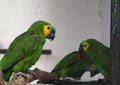 Red And Green Macaw Or Psittacidae Species