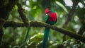 red and green macaw a resplendent quetzal with long green tail feathers and red chest perching on a branch in a tropical Royalty Free Stock Photo