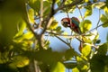 Red-and-green Macaw sitting on palm tree leaf eating fruits, Trinidad island. Wildlife scene from Caribean nature Royalty Free Stock Photo