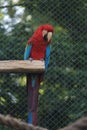 red and green macaw standing and resting in wood structure, front view Royalty Free Stock Photo