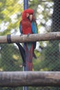 red and green macaw standing in wood structure Royalty Free Stock Photo