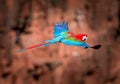 Red and green macaw in the wilds of Brazil in flight Royalty Free Stock Photo