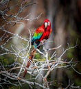 Red and green macaw in the wilds of Brazil