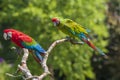 Red-and-green macaw or green-winged macaw, Ara chloropterus and a Buffons ara, Ara ambiguus Royalty Free Stock Photo