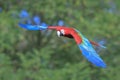 red-and-green macaw, green-winged macaw, Ara chloropterus, in flight Royalty Free Stock Photo