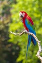 red-and-green macaw or green-winged macaw, Ara chloropterus Royalty Free Stock Photo