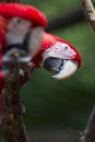 Red and green macaw or green winged macaw, scientific name ara chloropterus parrot bird in Parque das aves Foz do Iguacu Brazil Pa Royalty Free Stock Photo